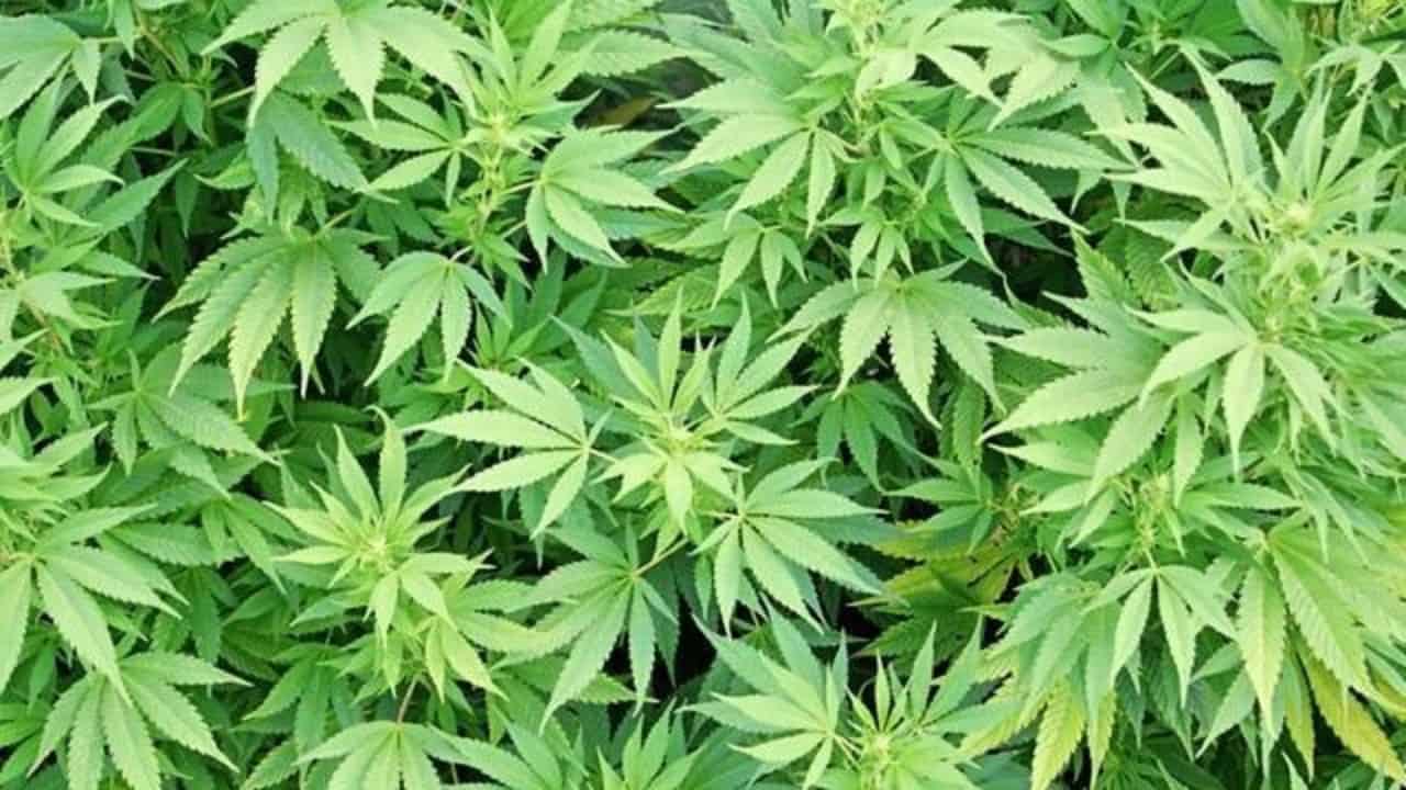 Las semillas autoflorecientes baratas