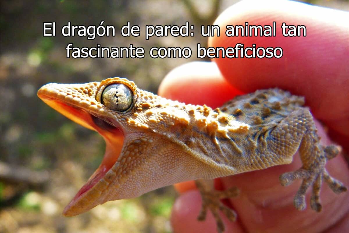 El dragón de pared: un animal tan fascinante como beneficioso