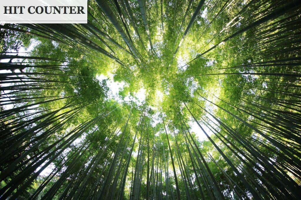 la naturaleza mejora tu salud mental y física