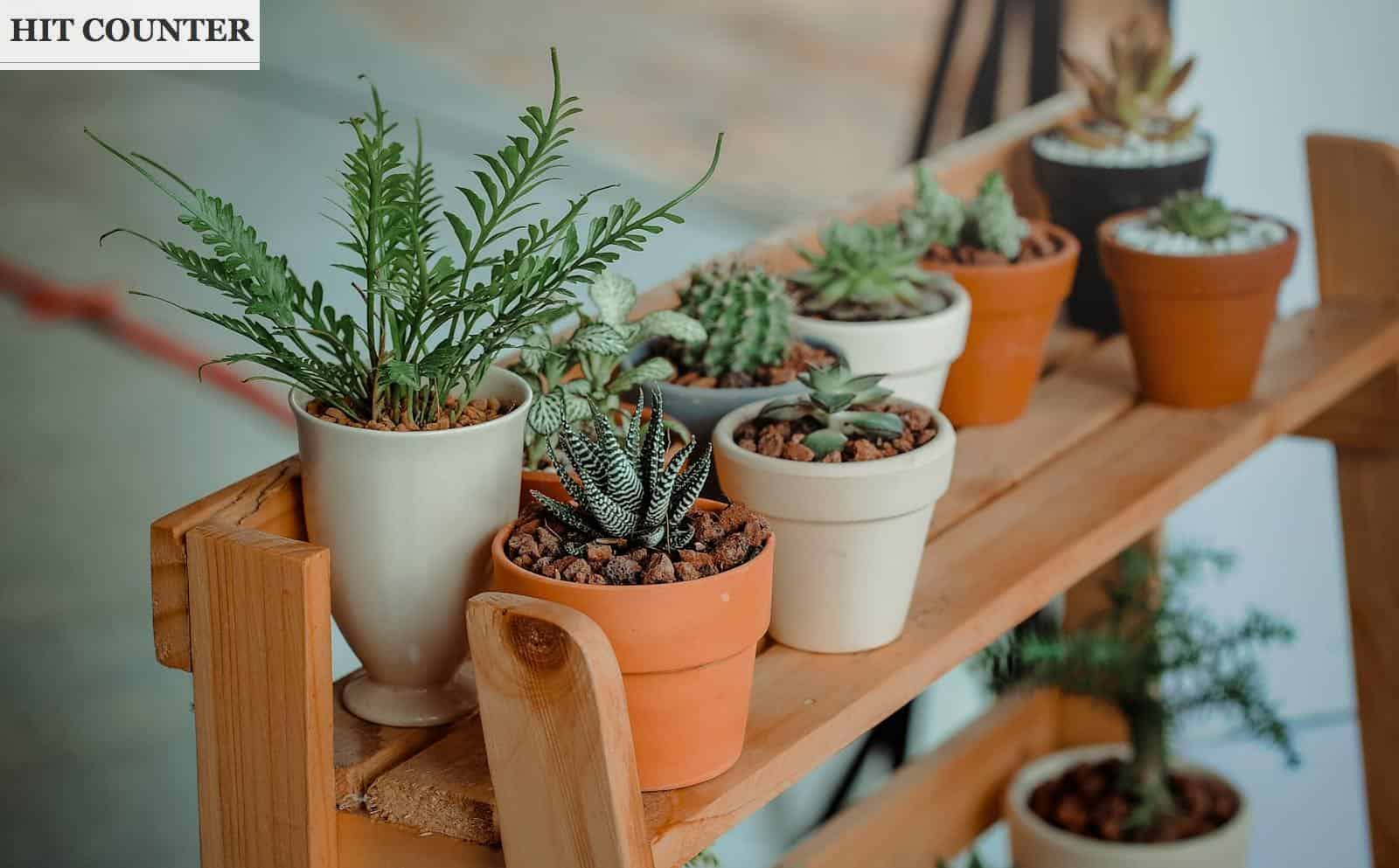 plantas