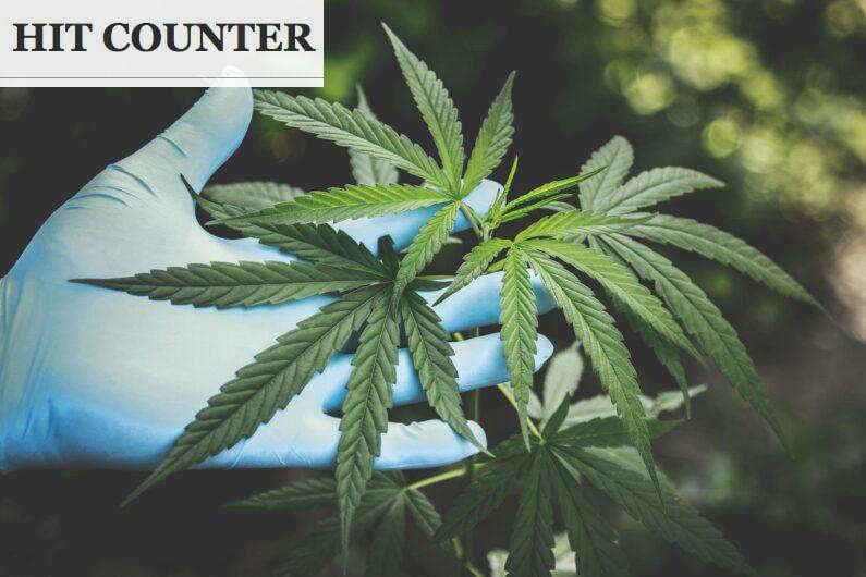 Las leyes y el consumo de cannabis en España: ¿És legal fumar maria?