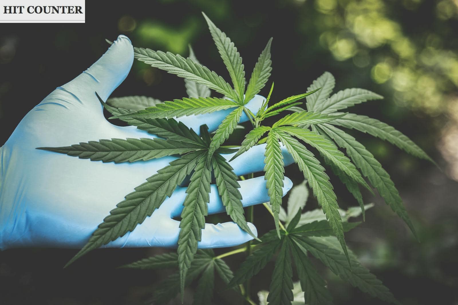 Las leyes y el consumo de cannabis en España: ¿És legal fumar maria?