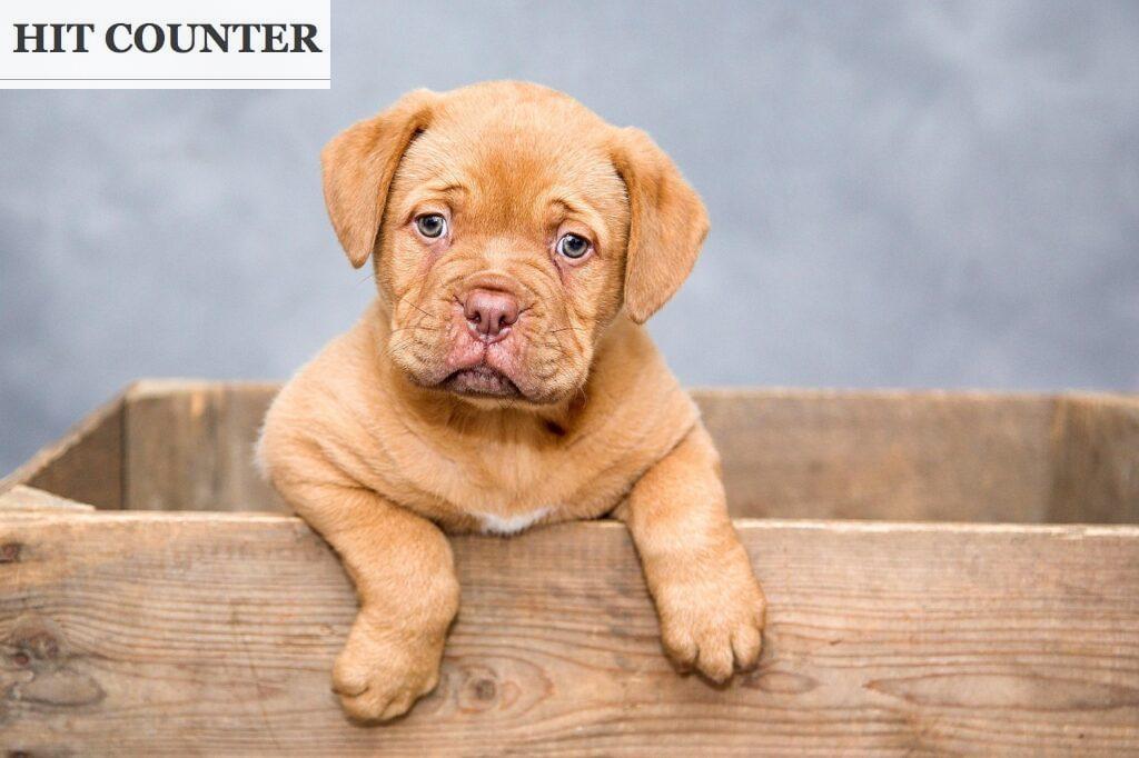 perro pequeño