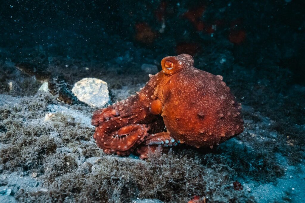 Pulpo sobre las rocas del fondo marino, uno de los animales con más datos curiosos
